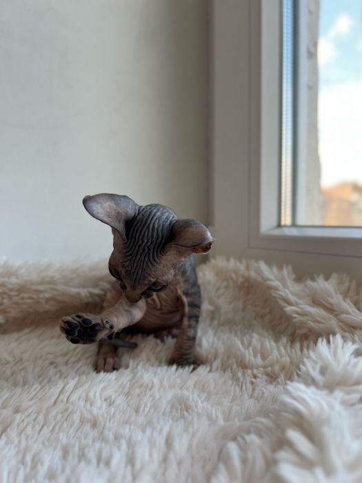 Канадський сфінкс кошеня/Канадский сфинкс котенок