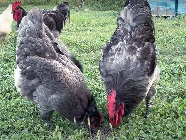 Яйце інкубаційне,курчата, Джерсійський гігант чорний, блакитний.