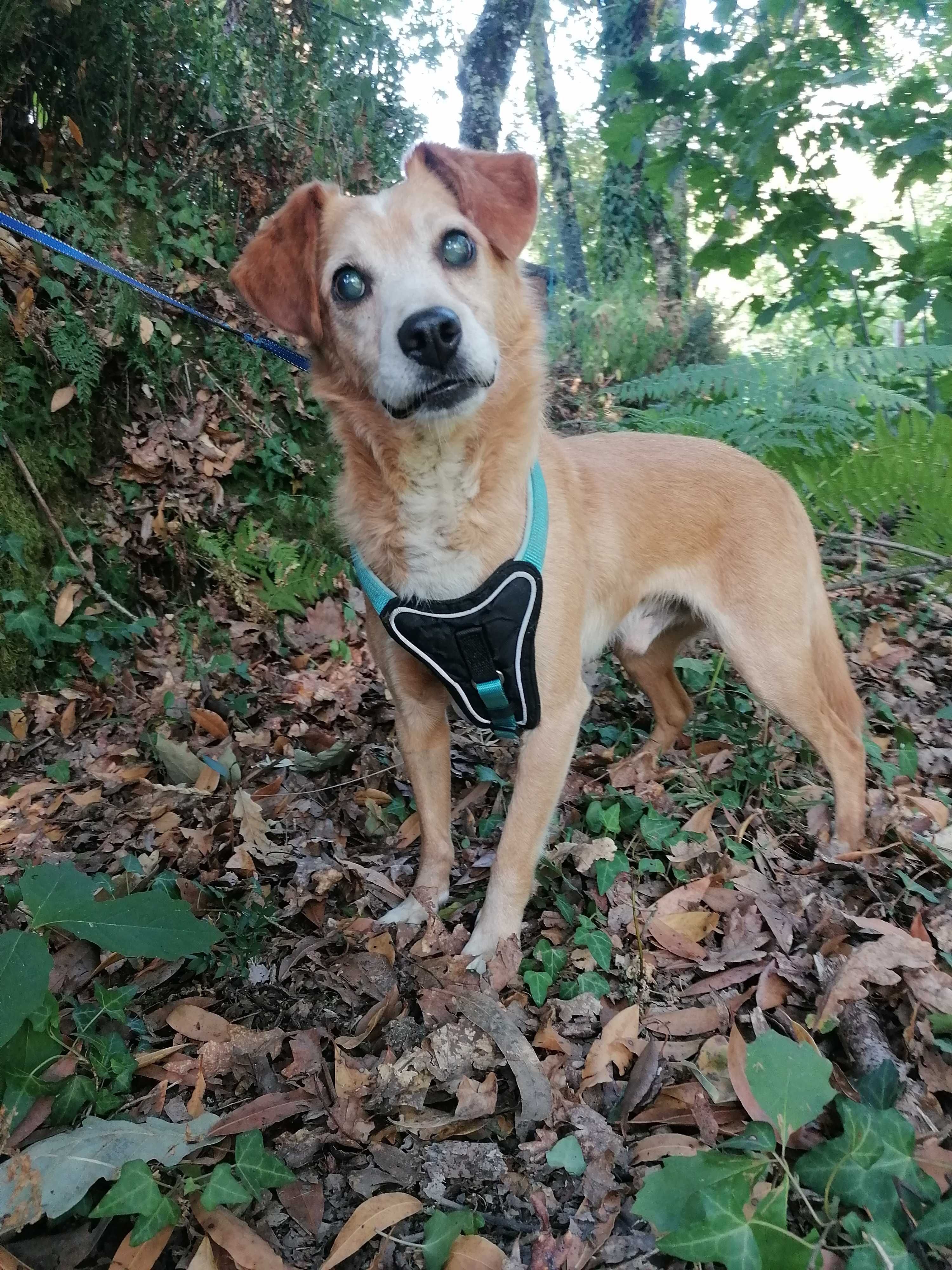 Pluto- cão para adoção muuuuito responsável.