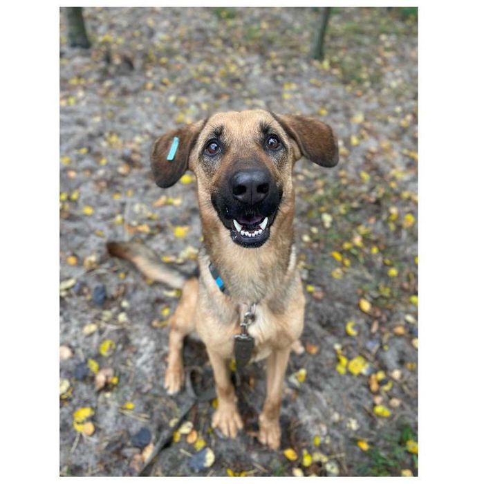 Веселая игривая собака ищет дом