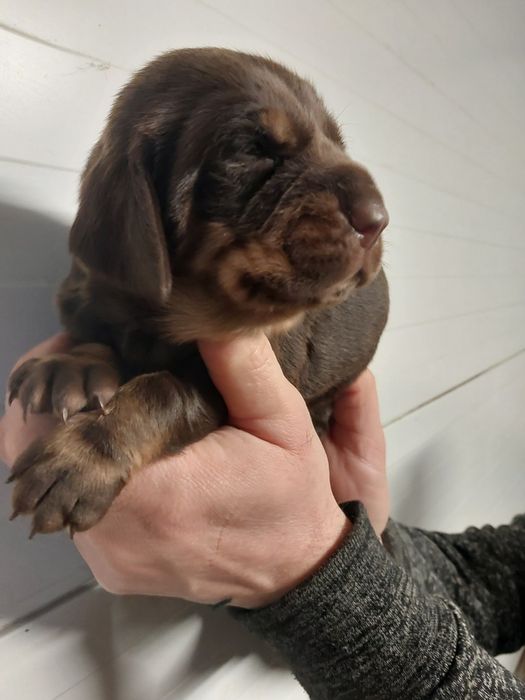 Gończy polski czekoladowy