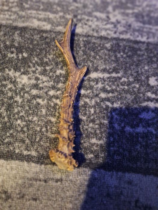 Róg jelenia polecam