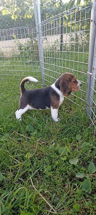 Szczenię beagle tricolor