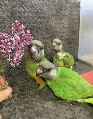 Александрийский и Сенегальские попугай птенцы ручные