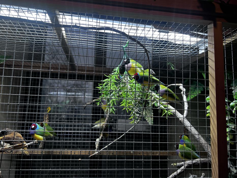 Ptaki ozdobne Amadunki