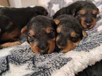 FCI Szczeniak Terier Walijski ZkwP Welsh terrier