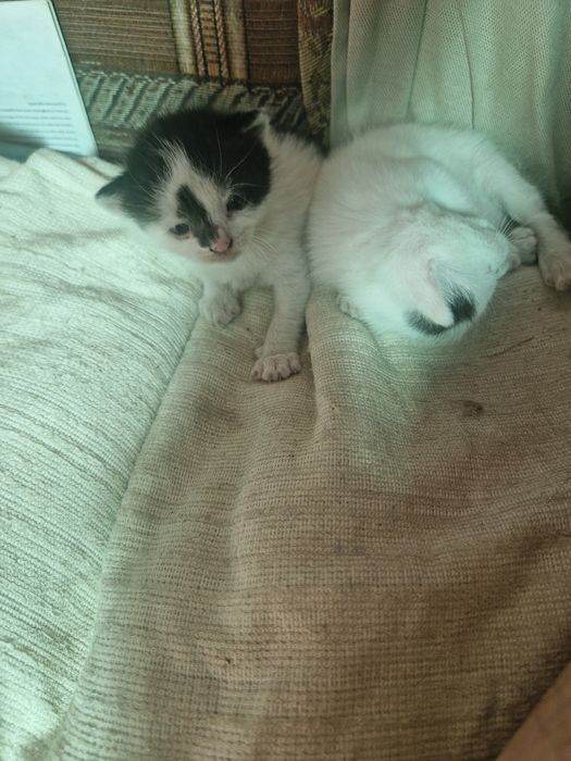 Котята бесплатно