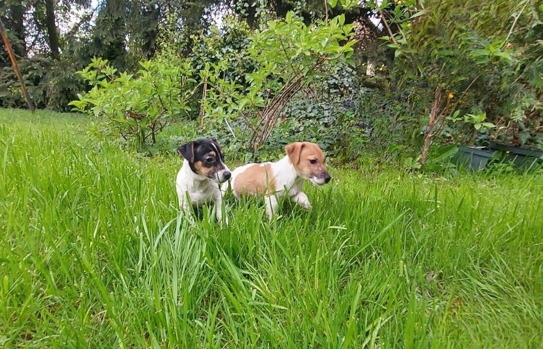 Jack Russell Terrier