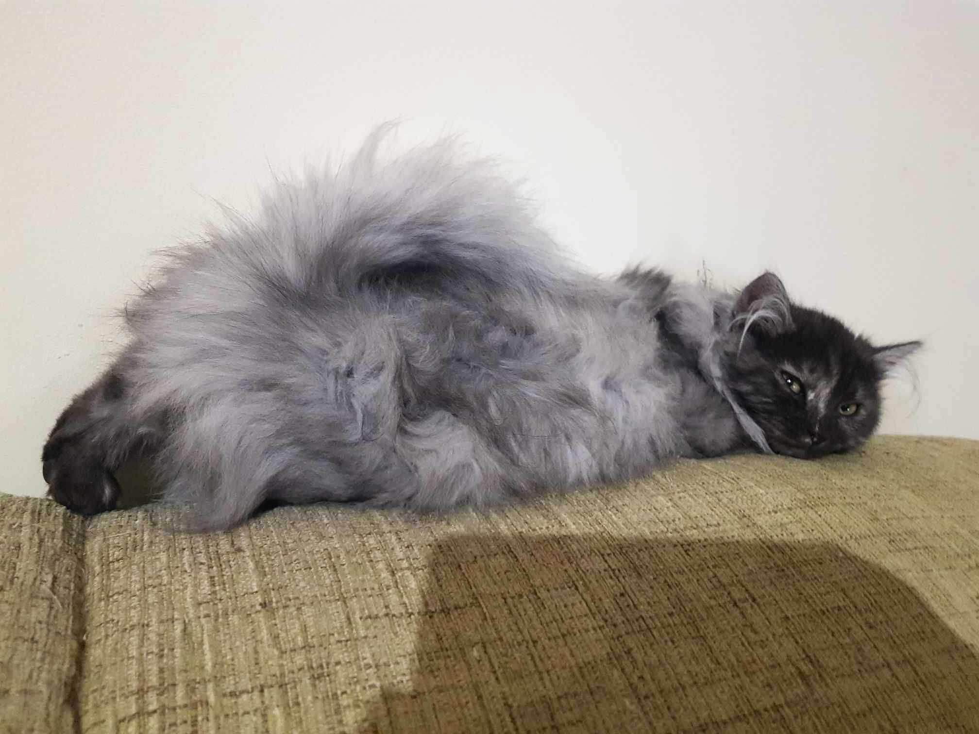 LILY szara długowłosa piękność z FIV+ i FeLV+ pilnie potrzebuje domu