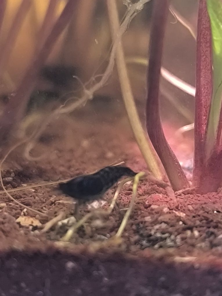 Neocaridina Blue Dream — Camarões Lindíssimos e Saudáveis!