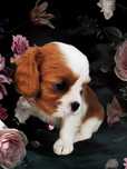 Cawalier King Charles spaniel suczka do rezerwacji badania genetyczne