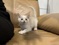 Kotek Kefir blaga o adopcje !