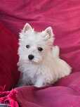 Suczka West highland white terrier