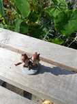 Figurka wiewiórki Chip i Dale Disney 4 cm