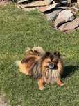Chihuahua piesek