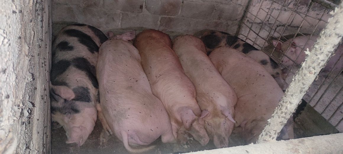 продам! свиней живым весом