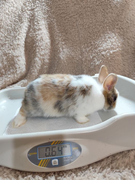 Coelho anão adoção gratuita