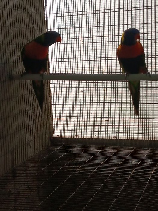 Casal de loris molucanos