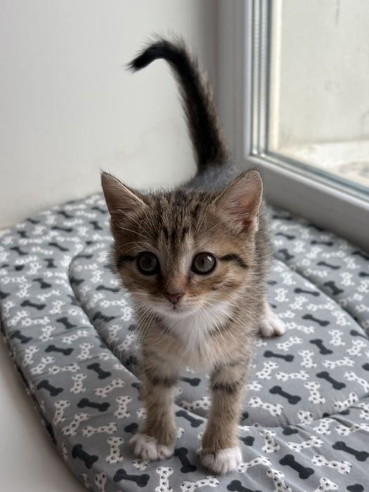 Котята с Донбасса )