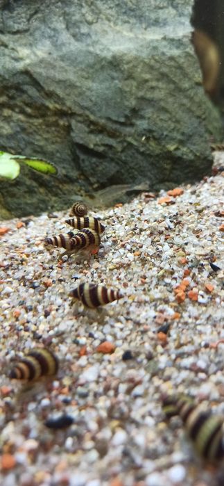 Ślimaki Helenki – naturalni pogromcy niechcianych ślimaków