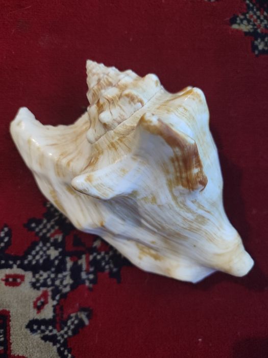 Морська ракушка.