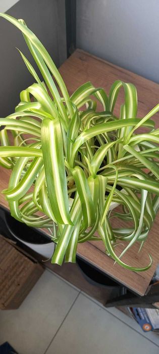 Продам хлорофитум "Бонні"