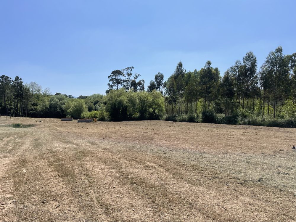 Limpeza/desmatacao de terrenos