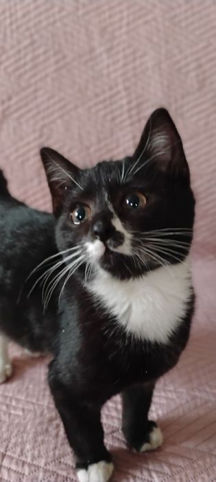 Oddam darmo kotka 3nmiesięcznego.