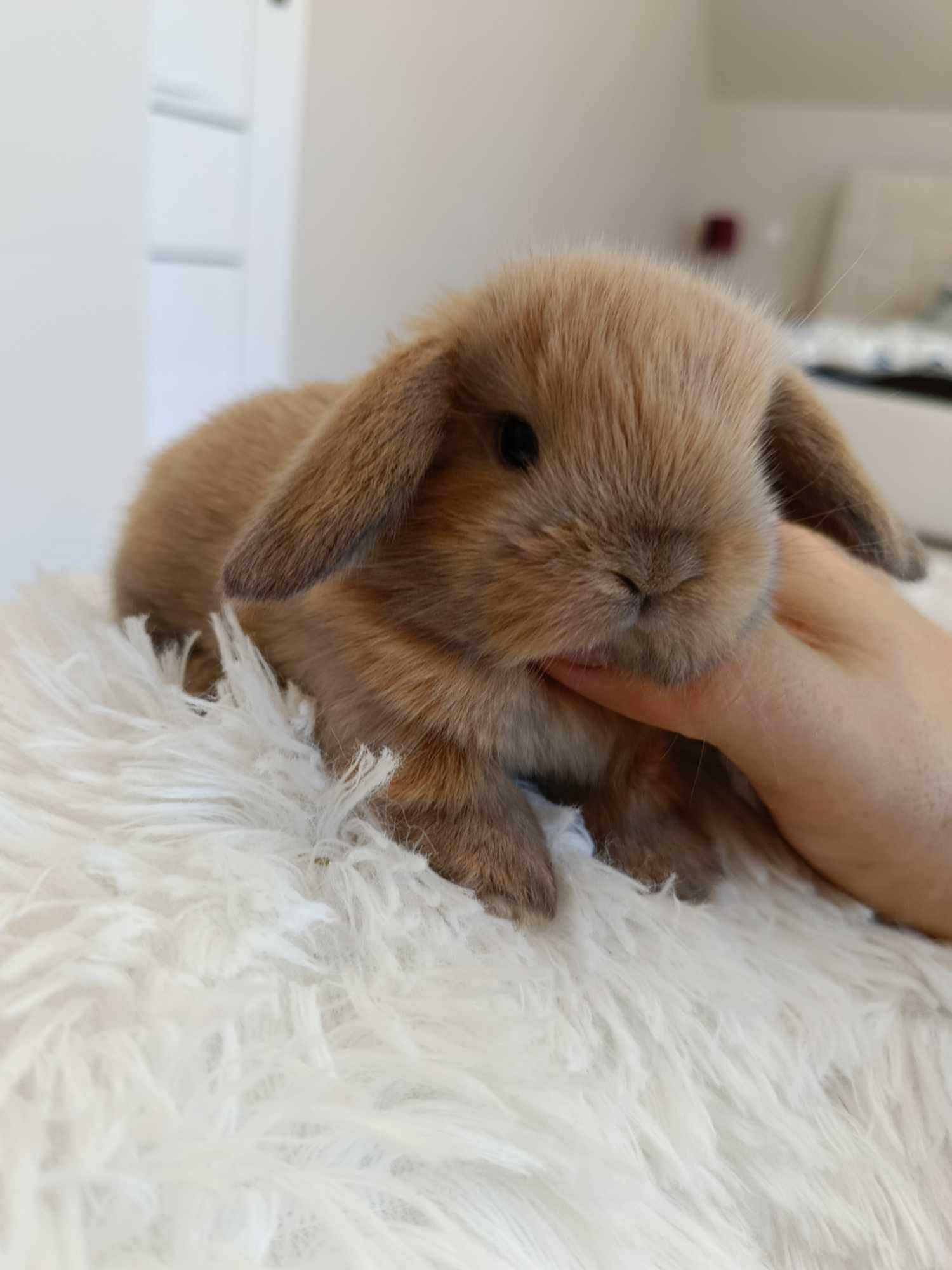 Mini lop karzełek Teddy hodowla zarejestrowana