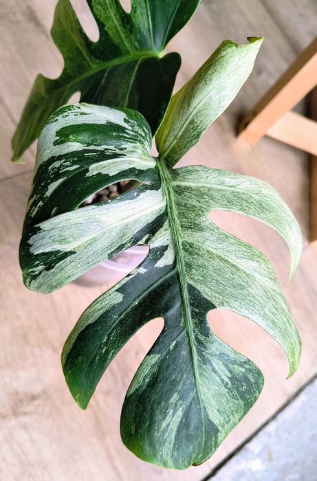 Monstera jungle mint pedowka