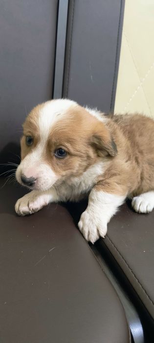 Собачка, цуценя, щеня. Цуценята