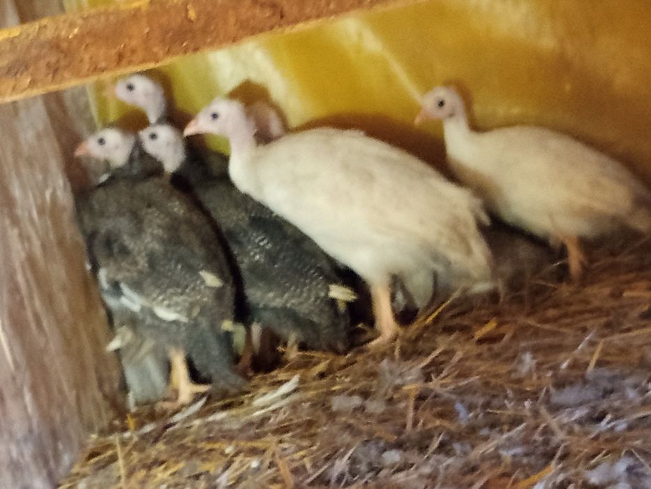 Perliczki kolorowe 4 miesiące nadwyżka samice okolice Piątnicy