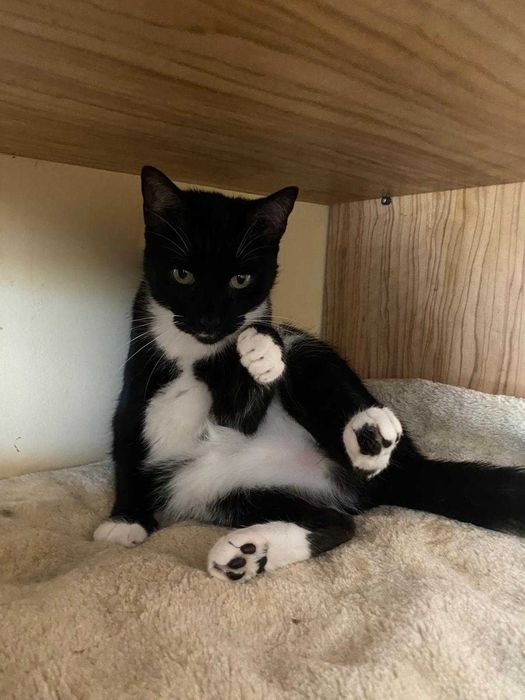 kotka MILKA szuka swojej przystani na zawsze