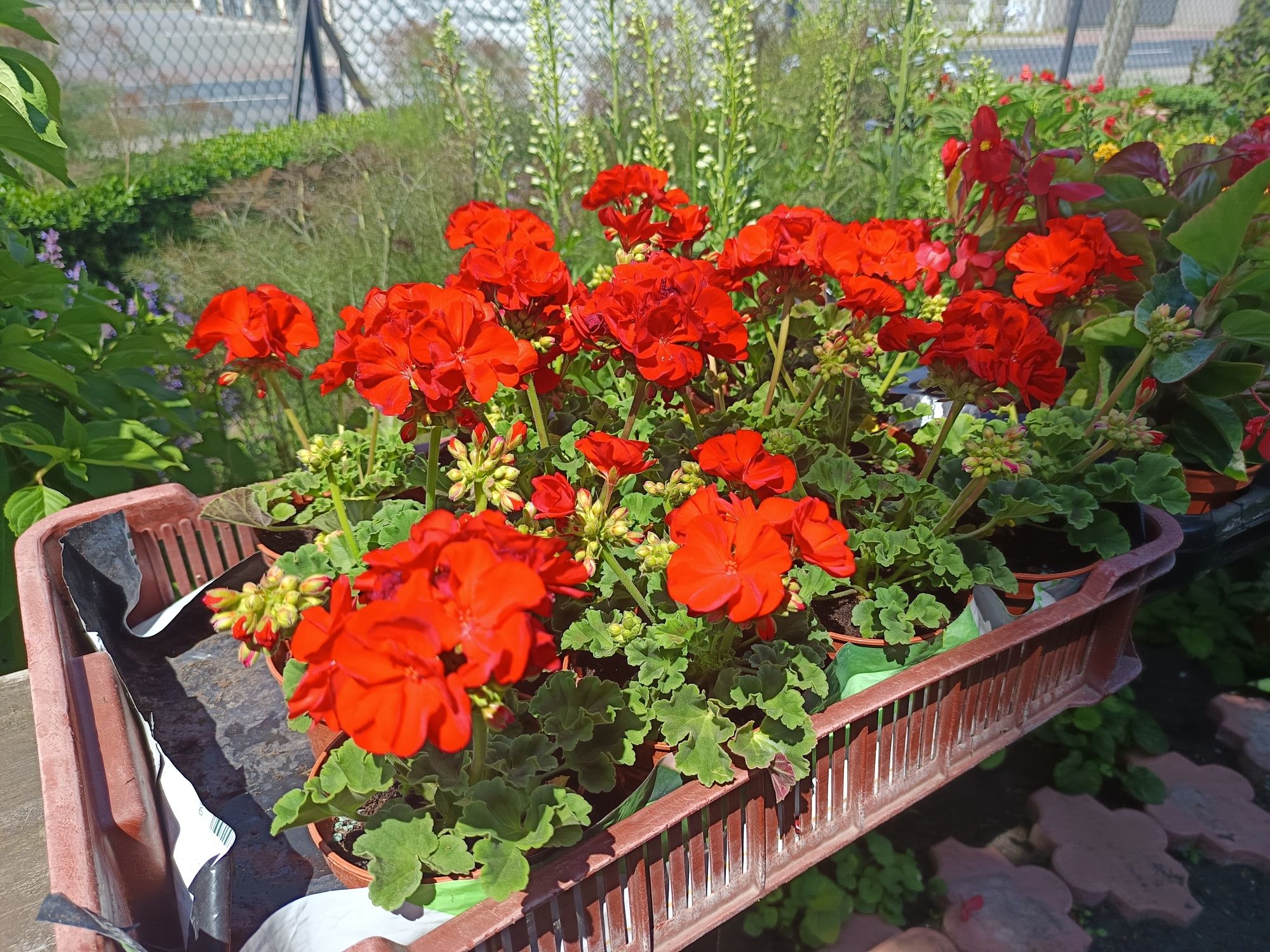 Pelargonia na balkon i do ogrodu