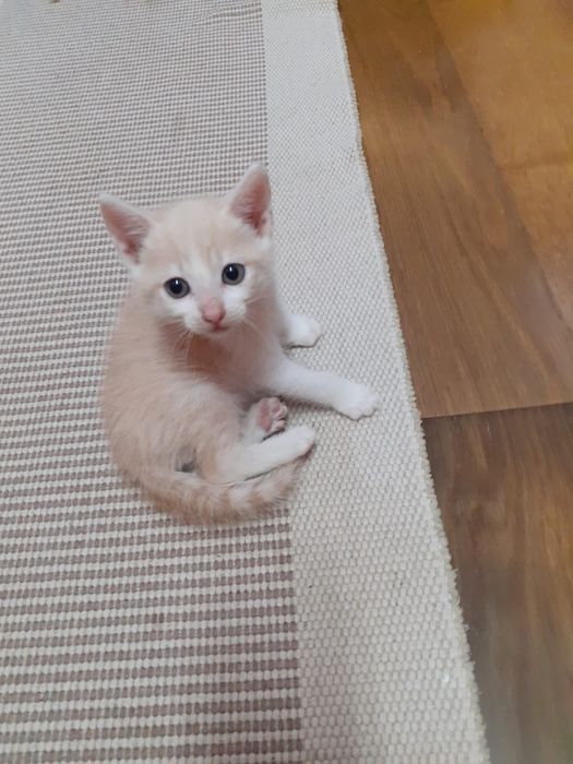 Gatinhos laranja para adoção