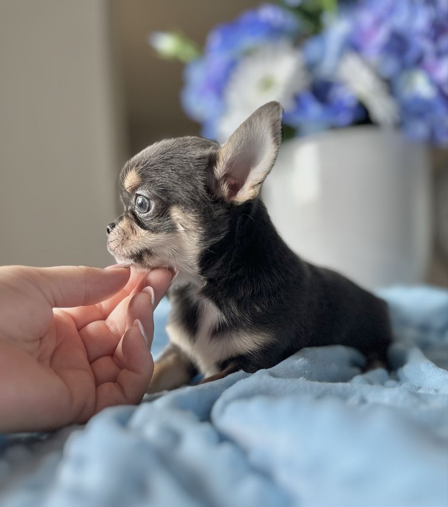 Chihuahua chłopiec