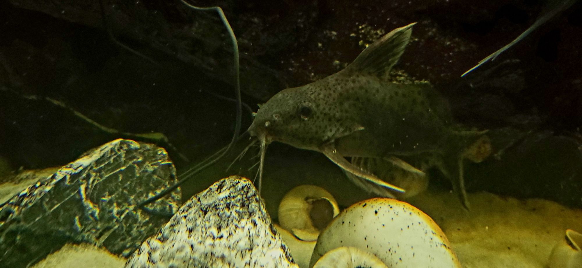 2 szt Synodontis Nijassae Hybryda  20 cm Malawi , Tanganika