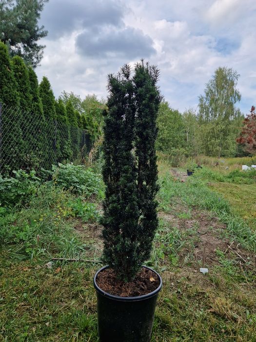 Cis Kolumnowy "Fastigiata" Taxus baccata "Fastigiata"