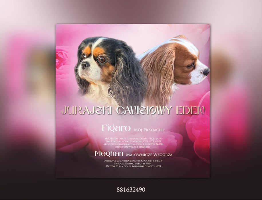 Zapowiedz miotu cavalier