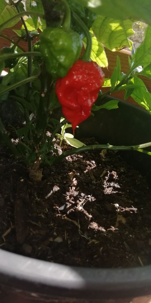 Sementes Carolina Reaper Red