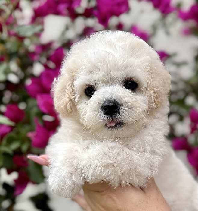 Bichon Frise chłopiec Zwiazek Kynologiczny w Polsce FCI