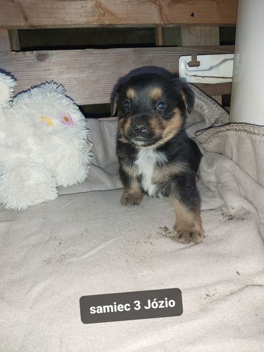 Szczeniak do adopcji