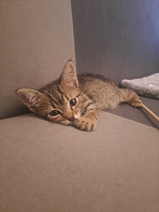 Mały Dali czeka na swój dom