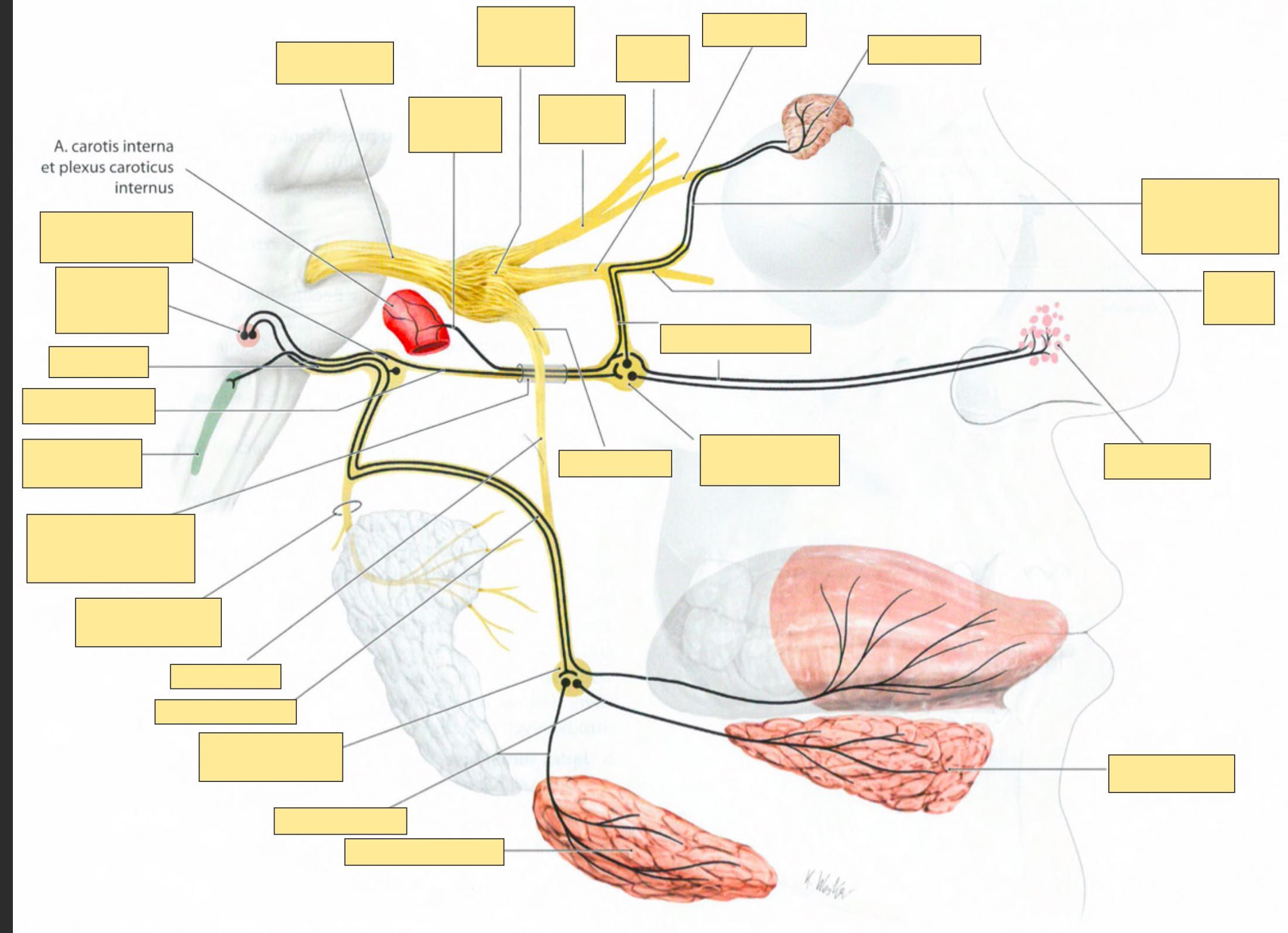 Fiszki ANATOMIA GIS - zdjęcia (Łacina + Polski!)