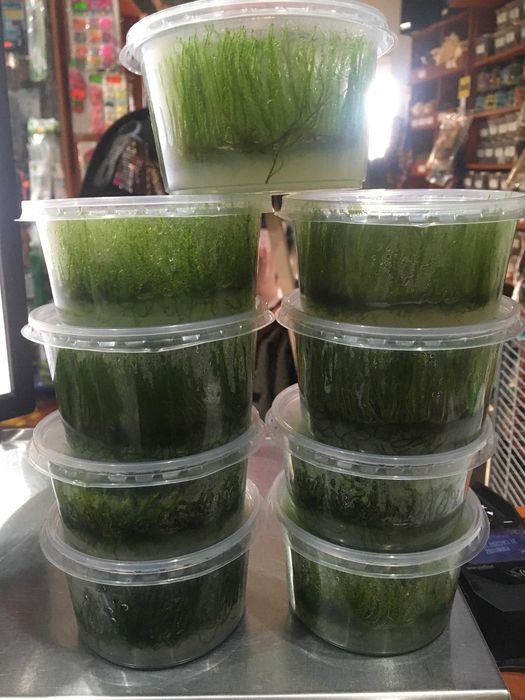 Loricario, Loricario Red - TINA ZOO ZABRZE