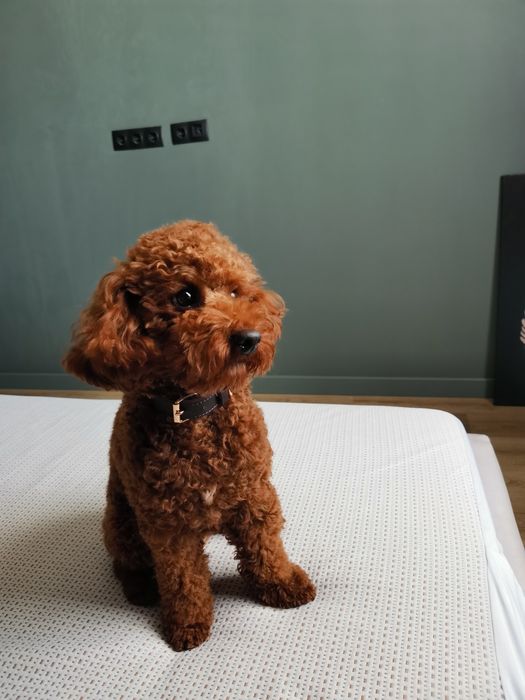 Той пудель мальчик хлопчик Вязка