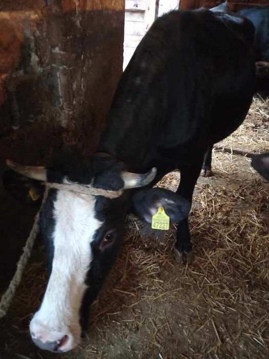 Jałówka wysokocielna