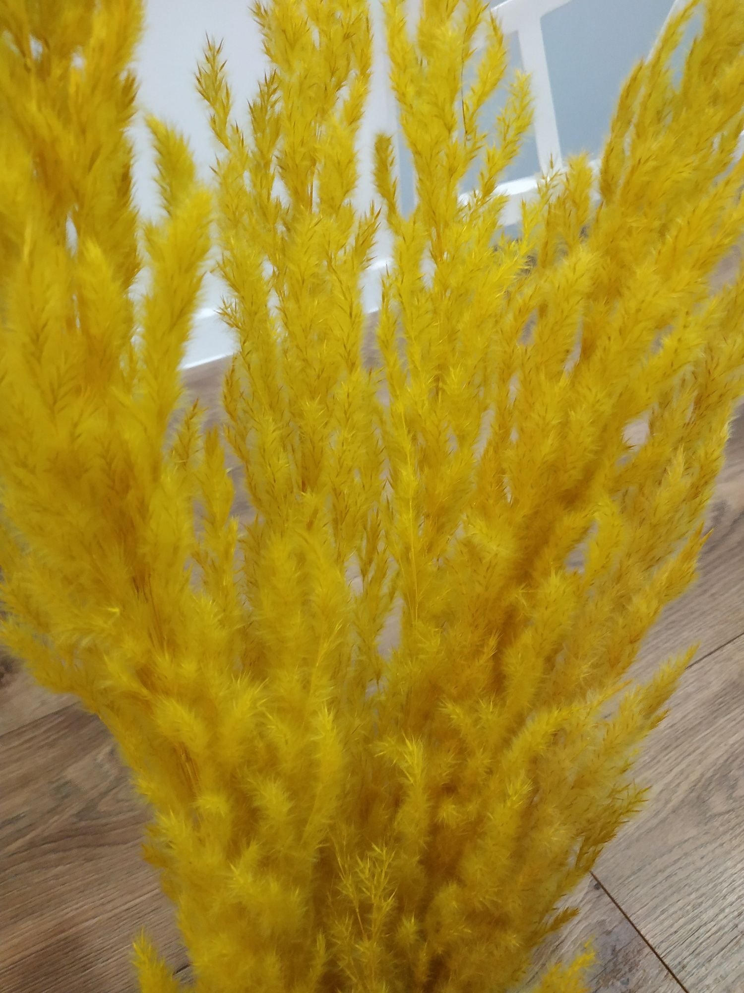 Trawa ozdobna żółta