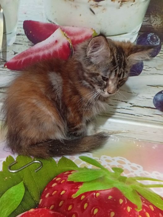 Кошка Мэйн Куна нежная