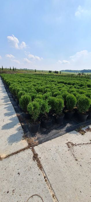 Thuja occidentalis Tiny Tim C2